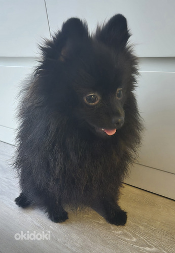 Pomeranian pentu