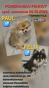 POMERANIAN PENTU (1 valokuva sivusta 7)