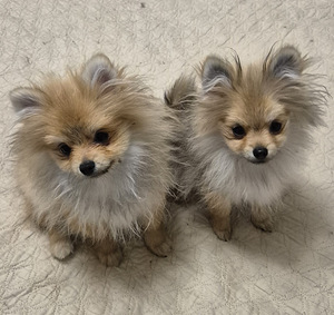 "PAUL" POMERANIAN PENTU - Osamaksu mahdollisuus! (5 valokuva sivusta 10)