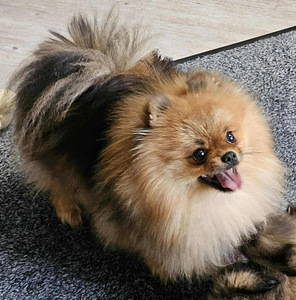"PAUL" POMERANIAN PENTU - Osamaksu mahdollisuus! (9 valokuva sivusta 10)