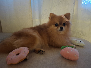 "PAUL" POMERANIAN PENTU - Osamaksu mahdollisuus! (10 valokuva sivusta 10)