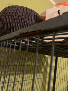 Ferret Nation puur (5 foto / 5)