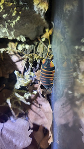 Ardentiella spec. 'ember bee' (2 фото из 3)