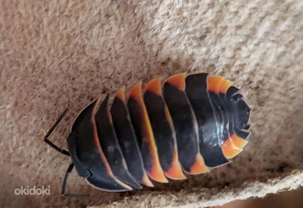 Ardentiella spec. 'ember bee'