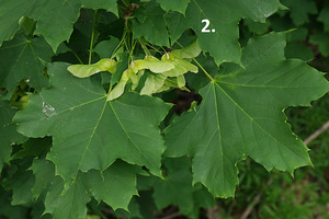 Puu istikud / taimed (4 erinevat) (2 foto / 4)