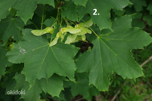 Puu istikud / taimed (4 erinevat) (foto #2)