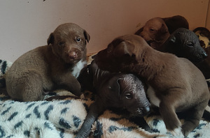 Xoloitzcuintli pennut (3 valokuva sivusta 8)