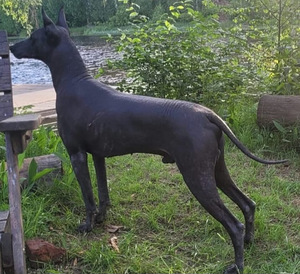 Xoloitzcuintli pennut (7 valokuva sivusta 8)