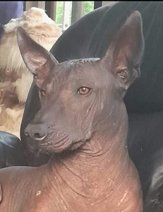 Xoloitzcuintli pennut (8 valokuva sivusta 8)