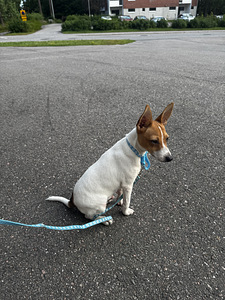 Odotan uutta kotia – 5 kk ikäinen Toy Fox Terrier -urospentu