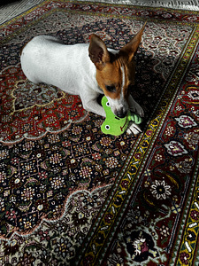Capo, aito amerikkalainen Toy Fox Terrier -pentu etsii rakas (7 valokuva sivusta 9)