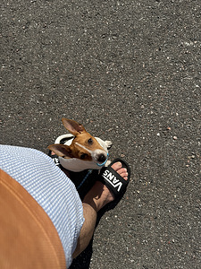 Capo, aito amerikkalainen Toy Fox Terrier -pentu etsii rakas (6 valokuva sivusta 9)