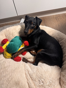 Pinscher-miniatyyri, 9-kuukautinen poika – aito ja komea (3 valokuva sivusta 8)