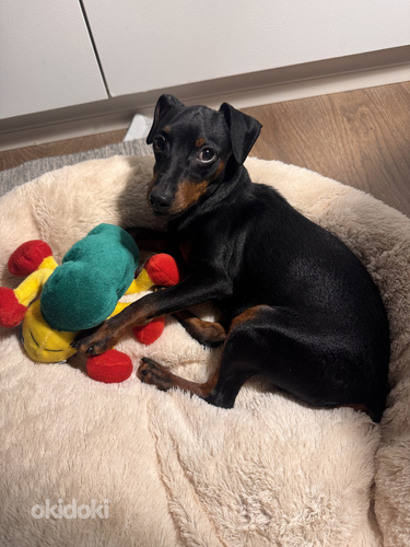 Pinscher-miniatyyri, 9-kuukautinen poika – aito ja komea