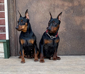 Pinscher-miniatyyri, 9-kuukautinen poika – aito ja komea (8 valokuva sivusta 8)