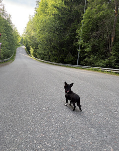 Pieni chihuahua etsii uutta perhettä (5 valokuva sivusta 10)