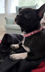 Chihuahua-pentu etsii uutta kotia (7 valokuva sivusta 10)