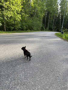 Chihuahua-pentu etsii uutta kotia (3 valokuva sivusta 10)