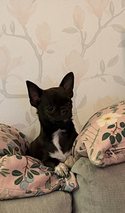 Chihuahua-pentu etsii uutta kotia (2 valokuva sivusta 10)
