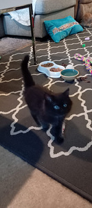 Myydään maine coon-mix tyttöpentu (8 valokuva sivusta 9)