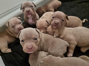 American bully