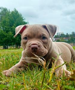 American bully (2 valokuva sivusta 3)
