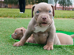 American bully