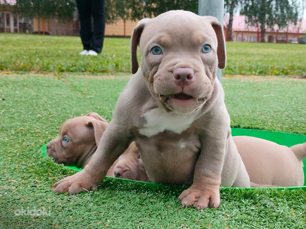 American bully