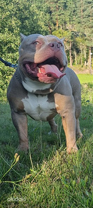 American bully (1 valokuva sivusta 1)