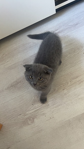 Scottish fold /maatiaispennut 2 tyttöä