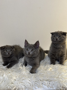 Scottish fold /maatiaispennut 2 tyttöä (2 valokuva sivusta 4)