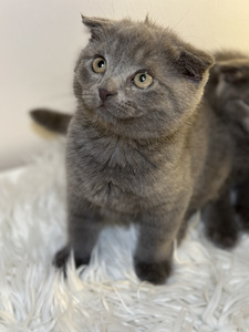 Scottish fold /maatiaispennut 2 tyttöä (4 valokuva sivusta 4)