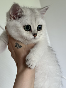 Британский котенок (4 фото из 8)