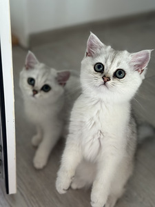 Британский котенок (2 фото из 8)