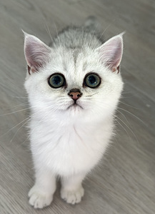 Британский котенок (1 фото из 9)