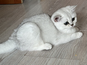Британский котенок (6 фото из 9)