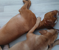 Syntymässä aidot pittbull rednose pennut