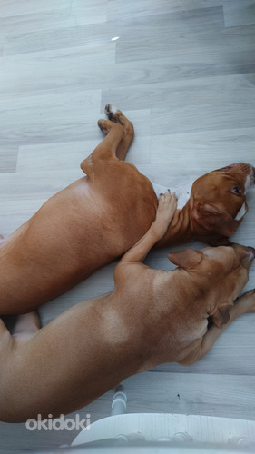 Syntymässä aidot pittbull rednose pennut