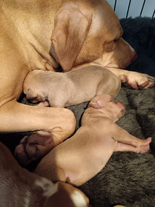 Syntymässä aidot pittbull rednose pennut (5 valokuva sivusta 5)