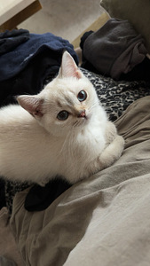 Scottishfold kissanpentu (3 valokuva sivusta 3)