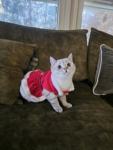 Lumi -scottish straight (4 valokuva sivusta 7)