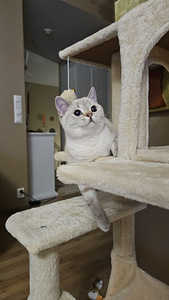 Lumi -scottish straight (5 valokuva sivusta 7)