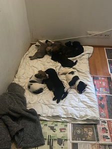 Pittbull & Cane Corso mix pentuja (3 valokuva sivusta 8)