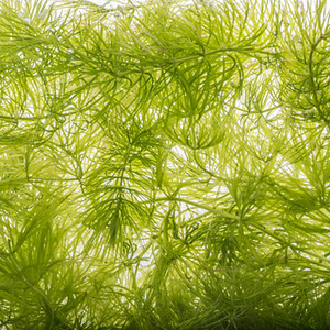 Роголистник Ceratophyllum (1 фото из 3)
