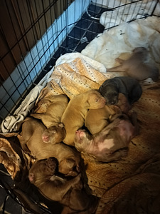 American Bully XL pennut (3 valokuva sivusta 4)