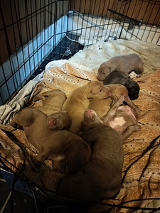 American Bully XL pennut (4 valokuva sivusta 4)