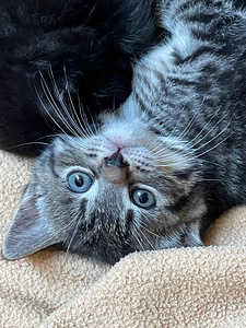 Maatiaiskissanpenntuja (1 valokuva sivusta 2)