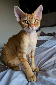 Devon Rex (1 foto / 6)