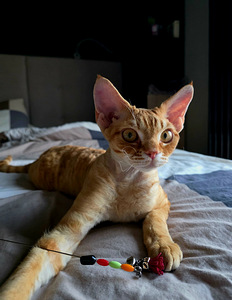 Devon Rex (4 foto / 6)