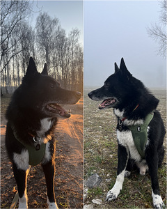 Рей ИЩЕТ ДОМ! (2 фото из 9)